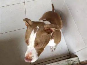 Cachorro raça Pit-Bull idade 2 anos nome Bruce