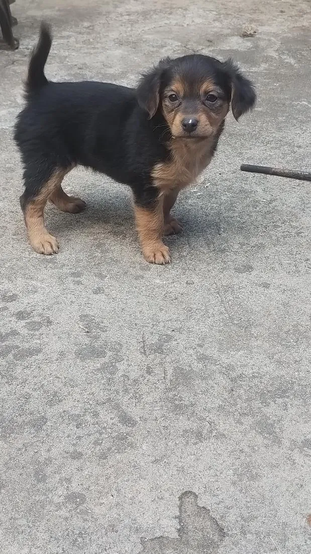 Cachorro raça Poodle idade 2 a 6 meses nome não tem nome ainda 