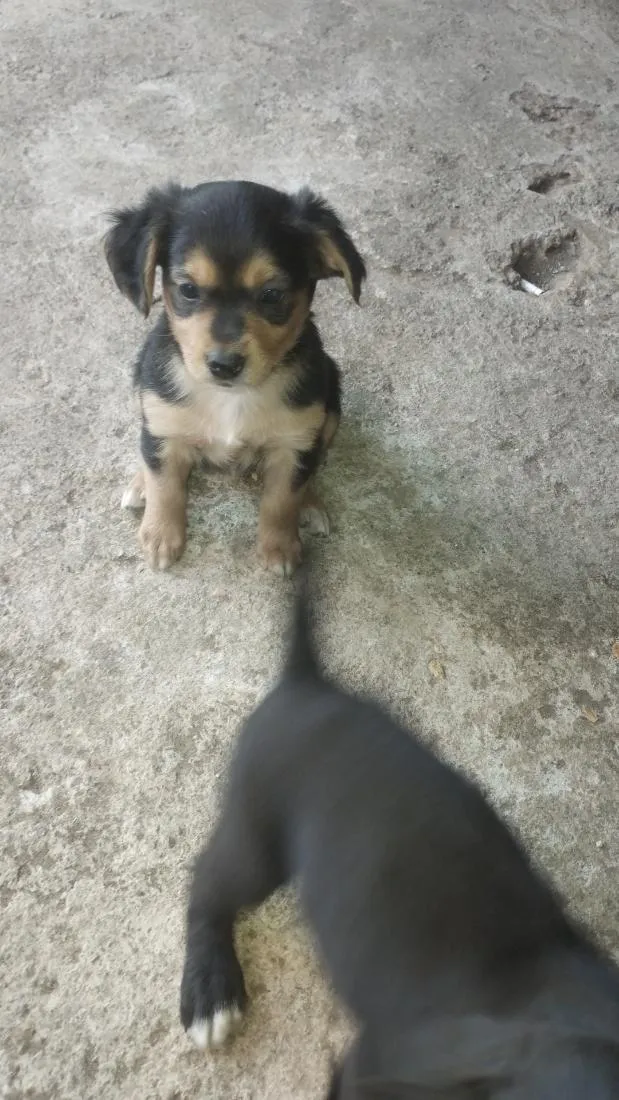 Cachorro raça Poodle idade 2 a 6 meses nome não tem nome ainda 