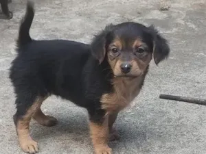 Cachorro raça Poodle idade 2 a 6 meses nome não tem nome ainda 