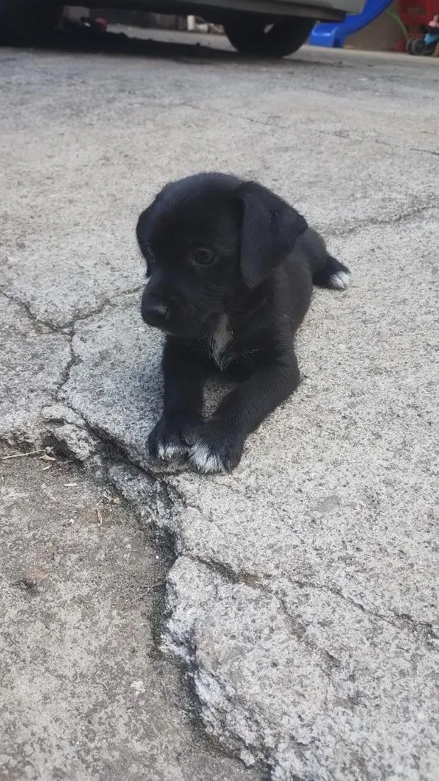 Cachorro raça Poodle idade 2 a 6 meses nome não tem nome ainda 