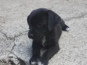 Cachorro raça Poodle idade 2 a 6 meses nome não tem nome ainda 