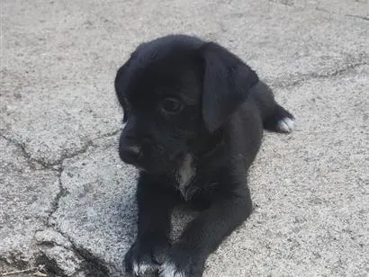 Cachorro raça Poodle idade 2 a 6 meses nome não tem nome ainda 