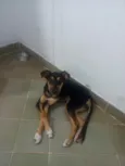 Nala