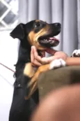 Nala