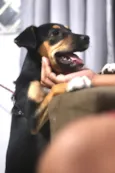 Nala