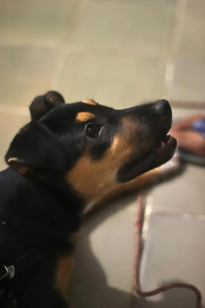Cachorro raça SRD-ViraLata idade 7 a 11 meses nome Nala