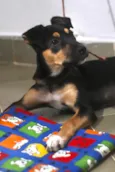 Nala