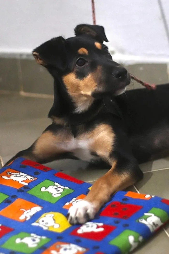 Cachorro raça SRD-ViraLata idade 7 a 11 meses nome Nala