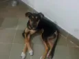 Nala