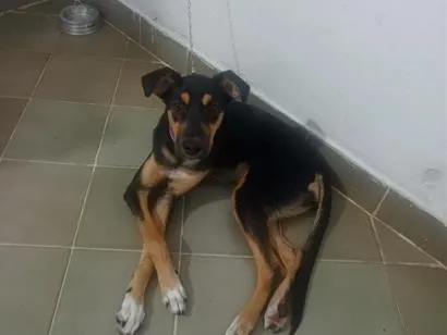 Cachorro raça SRD-ViraLata idade 7 a 11 meses nome Nala