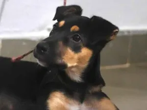 Cachorro raça SRD-ViraLata idade 7 a 11 meses nome Nala