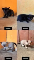 Não possui nome