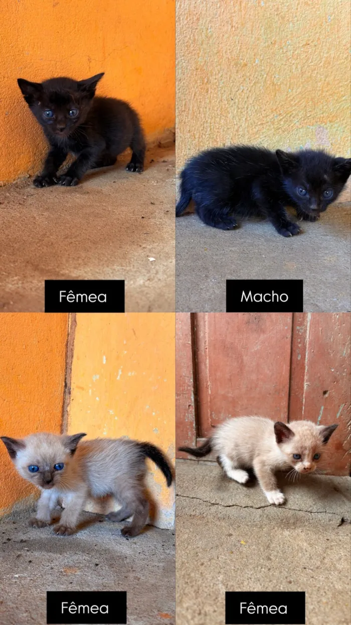 Gato raça Siamês idade Abaixo de 2 meses nome Não possui nome