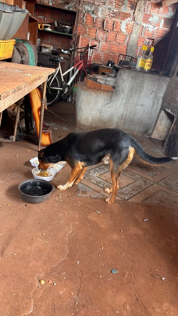 Cachorro raça SRD-ViraLata idade 2 anos nome Henrico