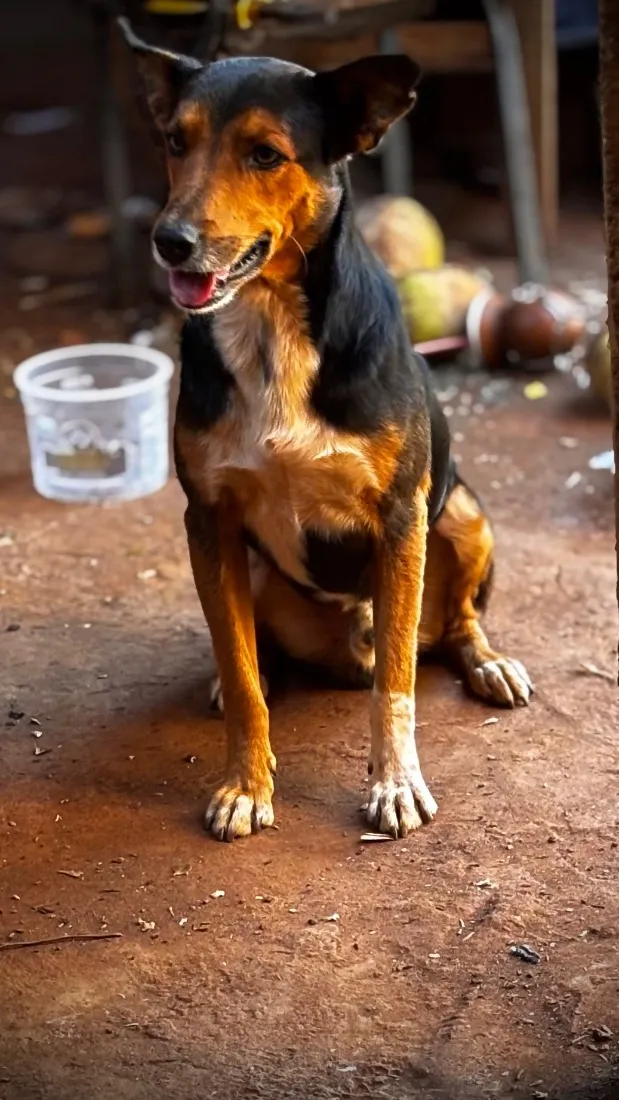 Cachorro raça SRD-ViraLata idade 2 anos nome Henrico