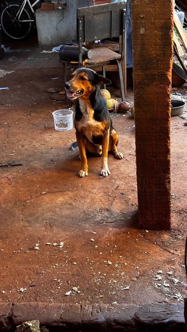 Cachorro raça SRD-ViraLata idade 2 anos nome Henrico