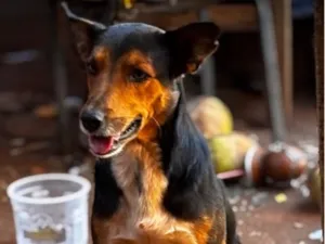 Cachorro raça SRD-ViraLata idade 2 anos nome Henrico