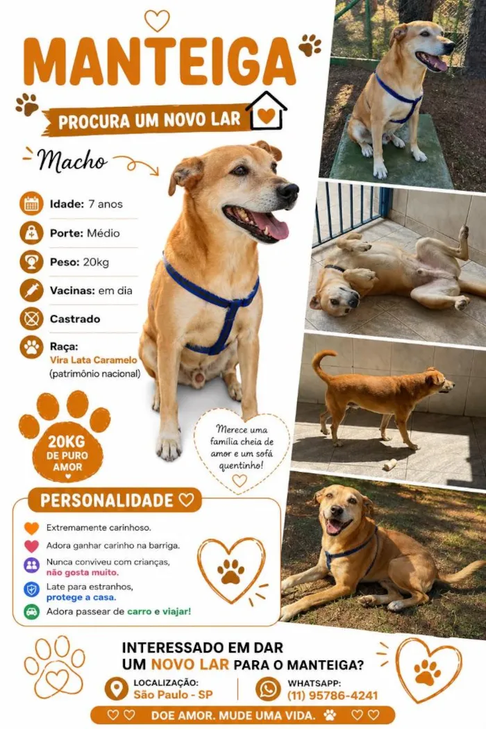 Cachorro raça SRD-ViraLata idade 6 ou mais anos nome Manteiga