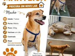 Cachorro raça SRD-ViraLata idade 6 ou mais anos nome Manteiga