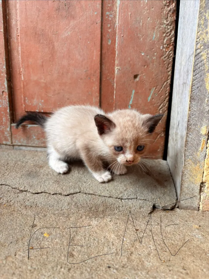 Gato raça Siamês idade Abaixo de 2 meses nome Não possui nome