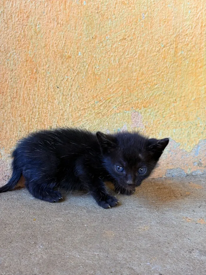 Gato raça Siamês idade Abaixo de 2 meses nome Não possui nome
