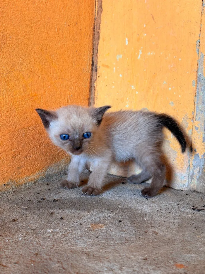 Gato raça Siamês idade Abaixo de 2 meses nome Não possui nome
