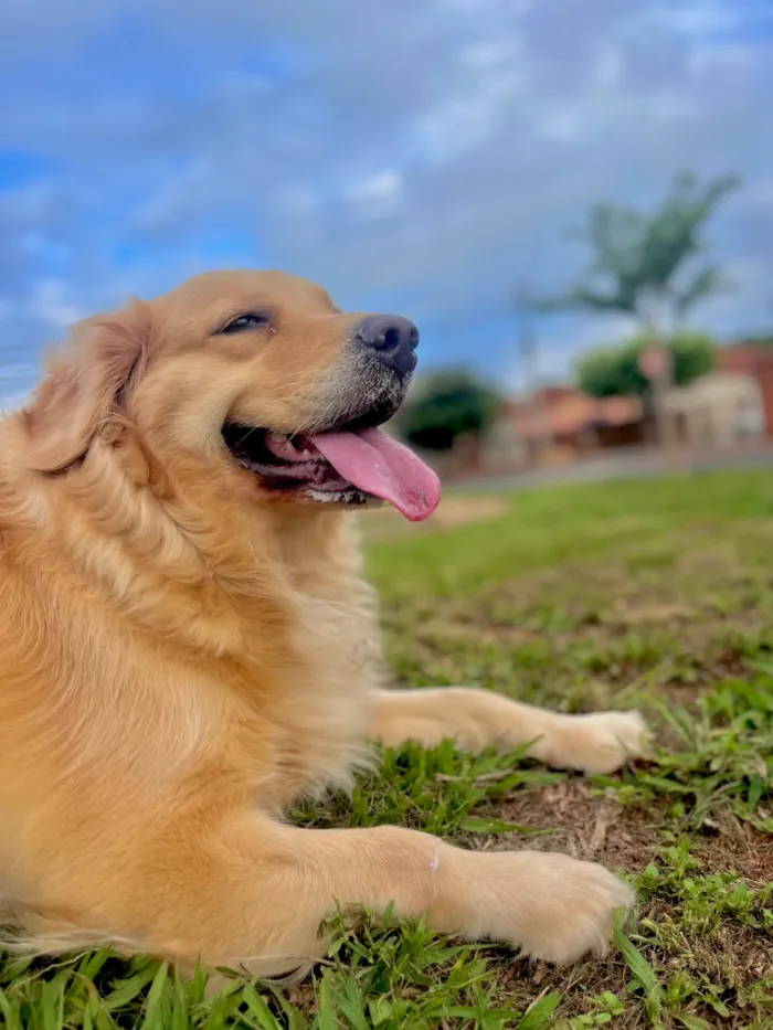 Cachorro raça Golden Retriver idade 4 anos nome Pandora