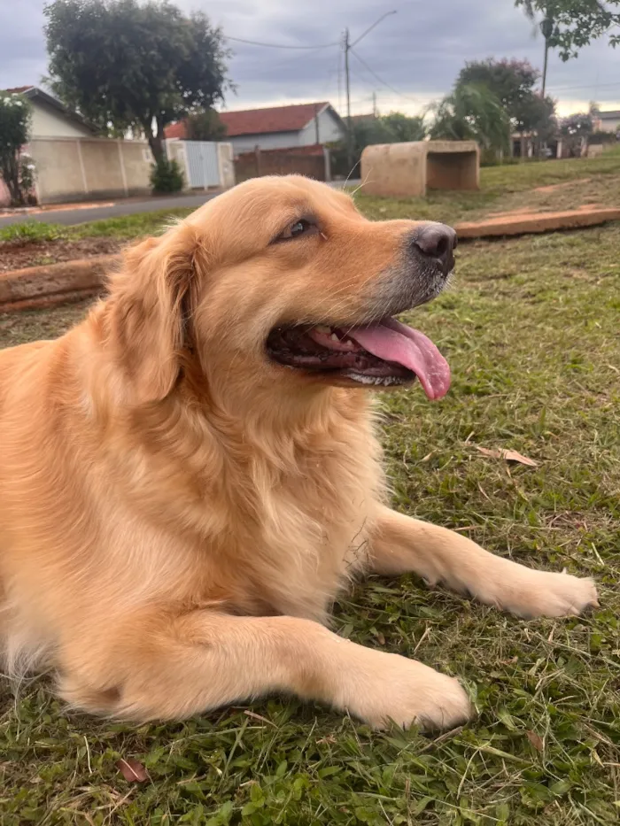 Cachorro raça Golden Retriver idade 4 anos nome Pandora