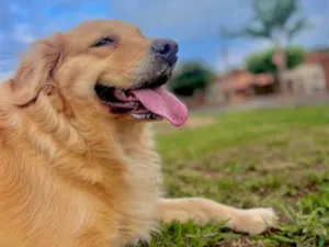 Cachorro raça Golden Retriver idade 4 anos nome Pandora