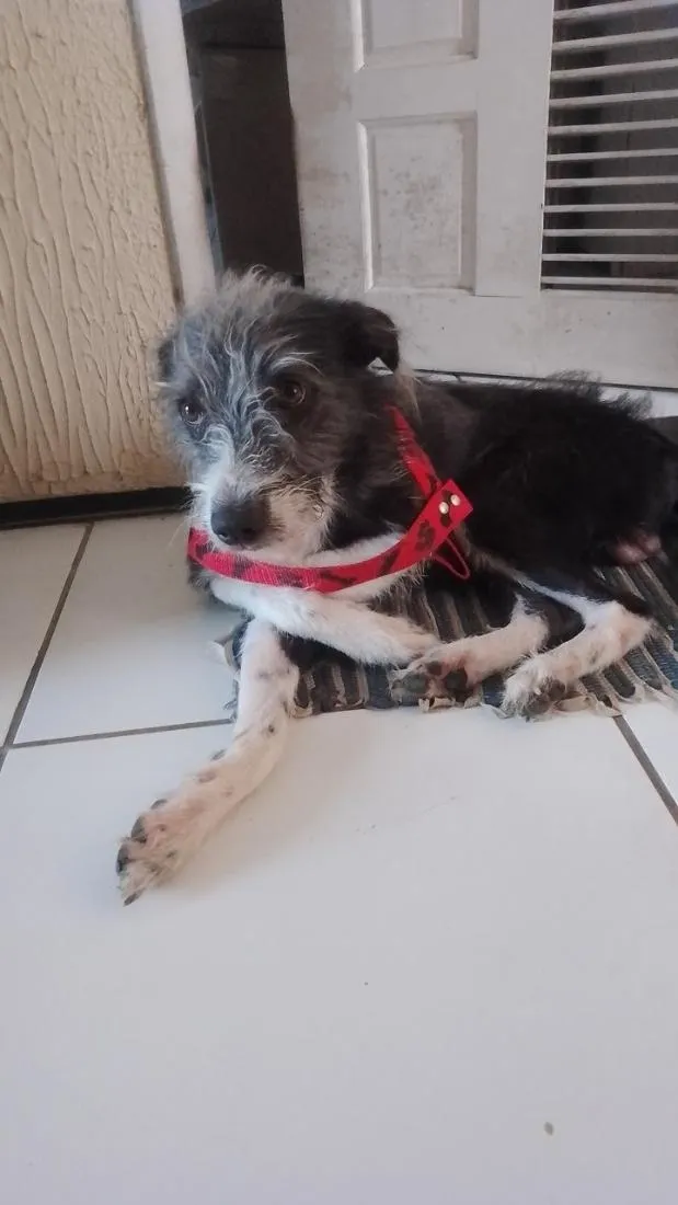 Cachorro raça SRD-ViraLata idade 3 anos nome Não tem nome 