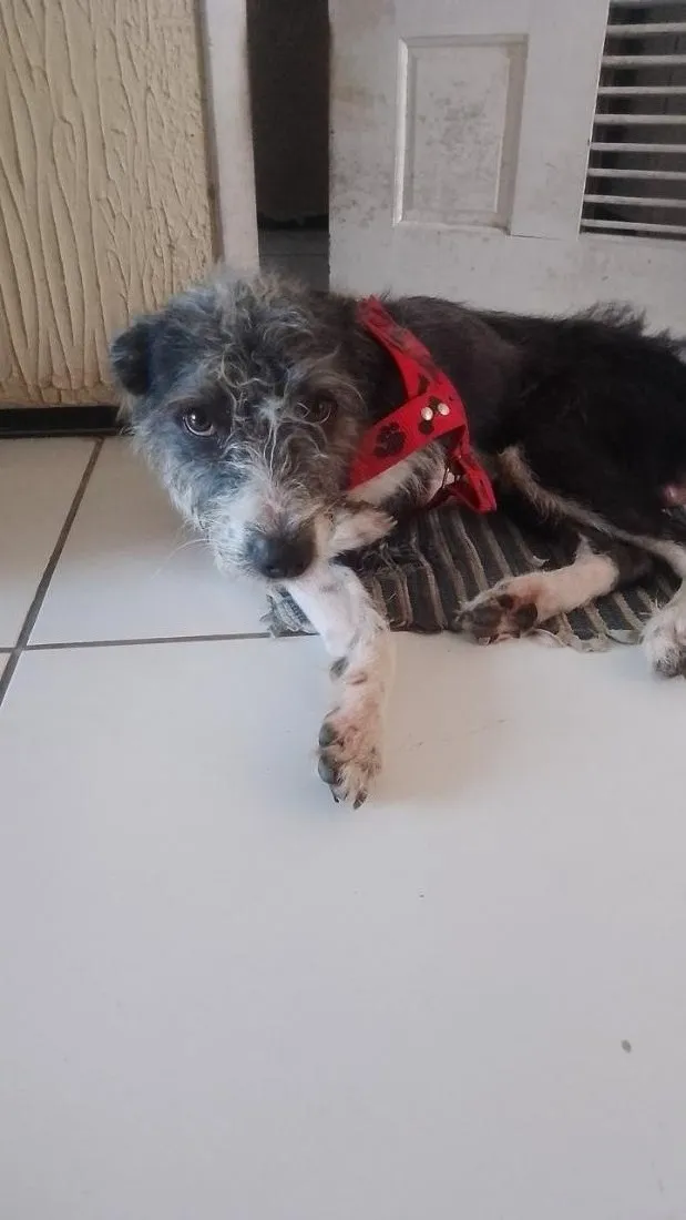 Cachorro raça SRD-ViraLata idade 3 anos nome Não tem nome 