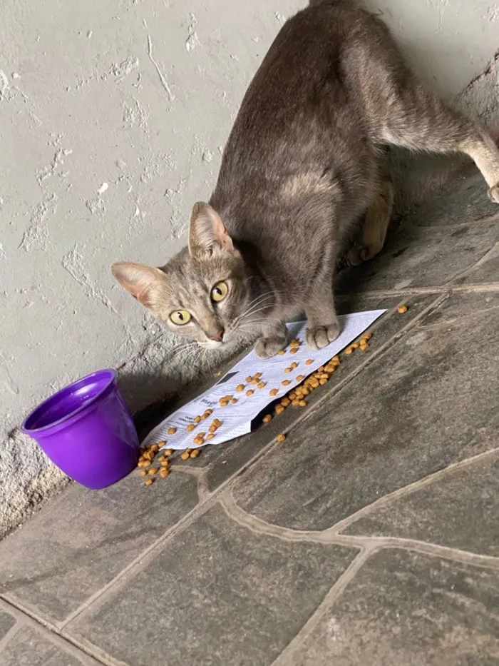 Gato raça SRD-ViraLata idade 1 ano nome Não sei nome dela