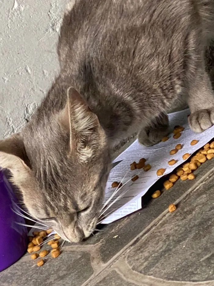 Gato raça SRD-ViraLata idade 1 ano nome Não sei nome dela
