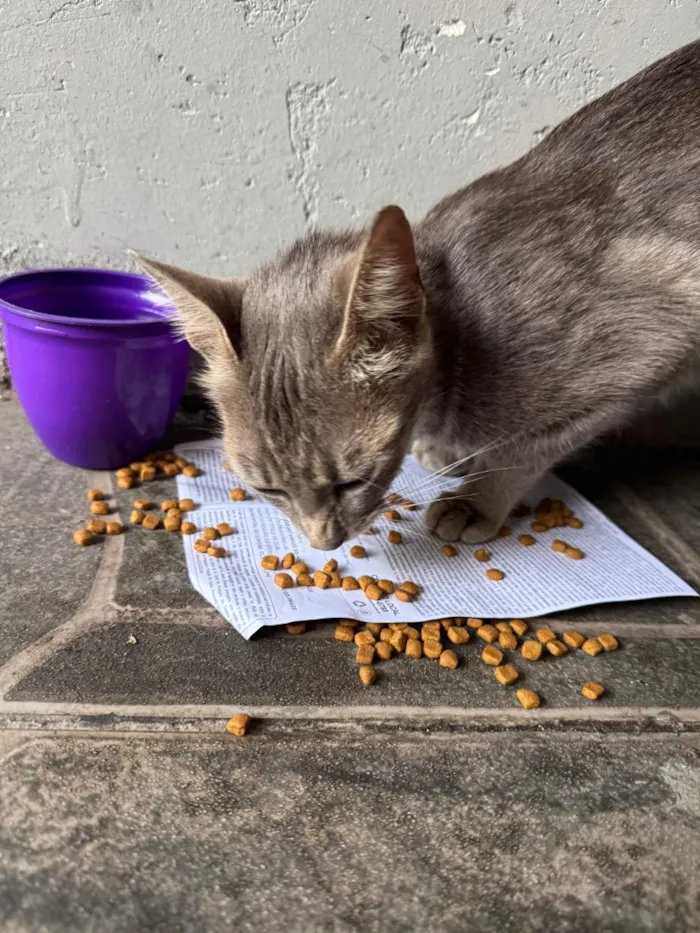Gato raça SRD-ViraLata idade 1 ano nome Não sei nome dela