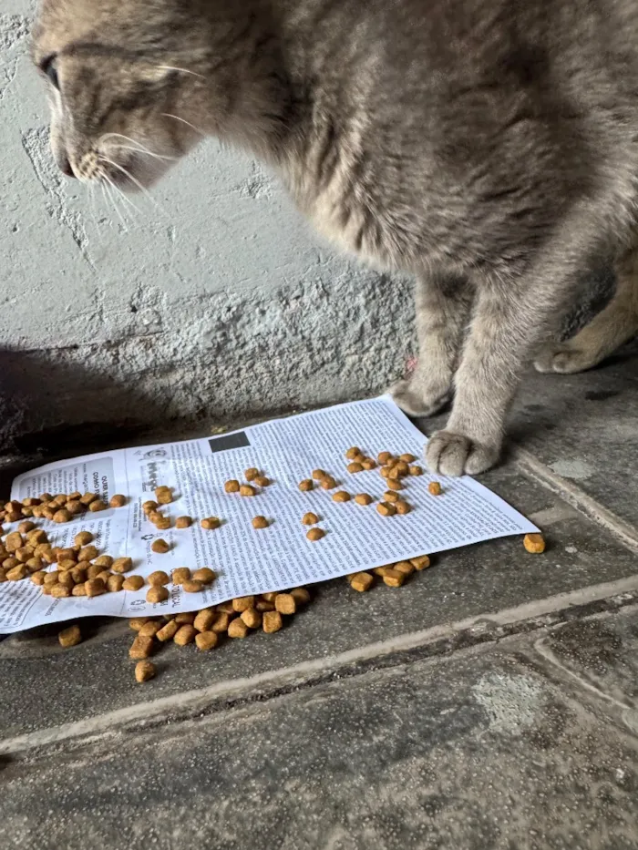 Gato raça SRD-ViraLata idade 1 ano nome Não sei nome dela