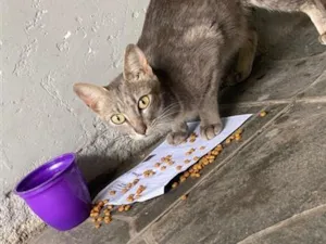 Gato raça SRD-ViraLata idade 1 ano nome Não sei nome dela
