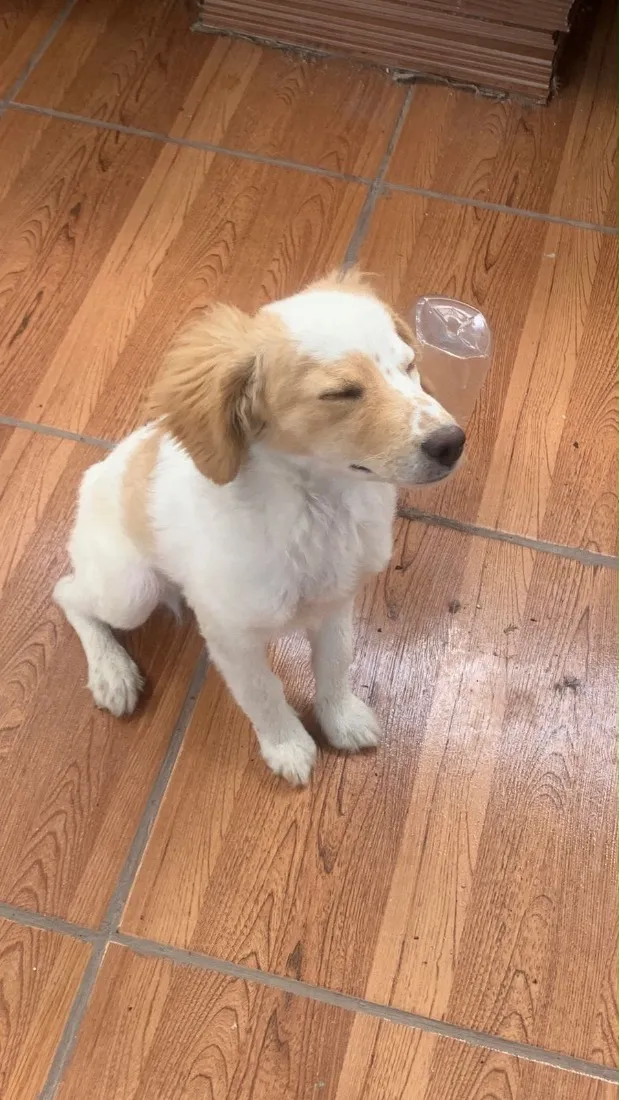 Cachorro raça SRD-ViraLata idade 7 a 11 meses nome Sushi