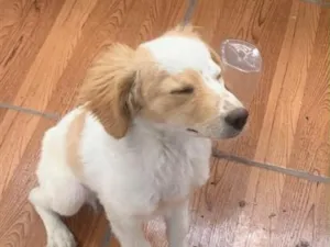 Cachorro raça SRD-ViraLata idade 7 a 11 meses nome Sushi