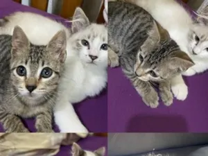 Gato raça SRD-ViraLata idade 2 a 6 meses nome Ursinho e Paçoca 