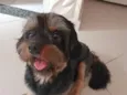 pipoca