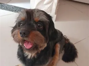 Cachorro raça Shitzu idade 2 anos nome pipoca