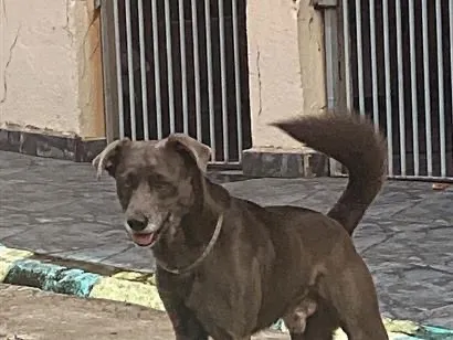 Cachorro raça SRD-ViraLata idade 3 anos nome Bryan