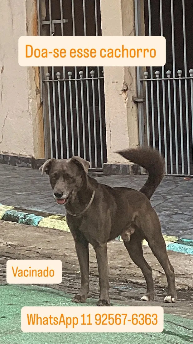 Cachorro raça SRD-ViraLata idade 3 anos nome Bryan
