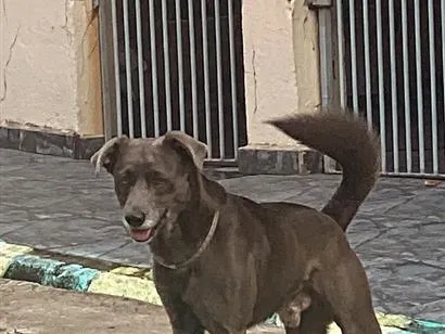 Cachorro raça SRD-ViraLata idade 3 anos nome Bryan
