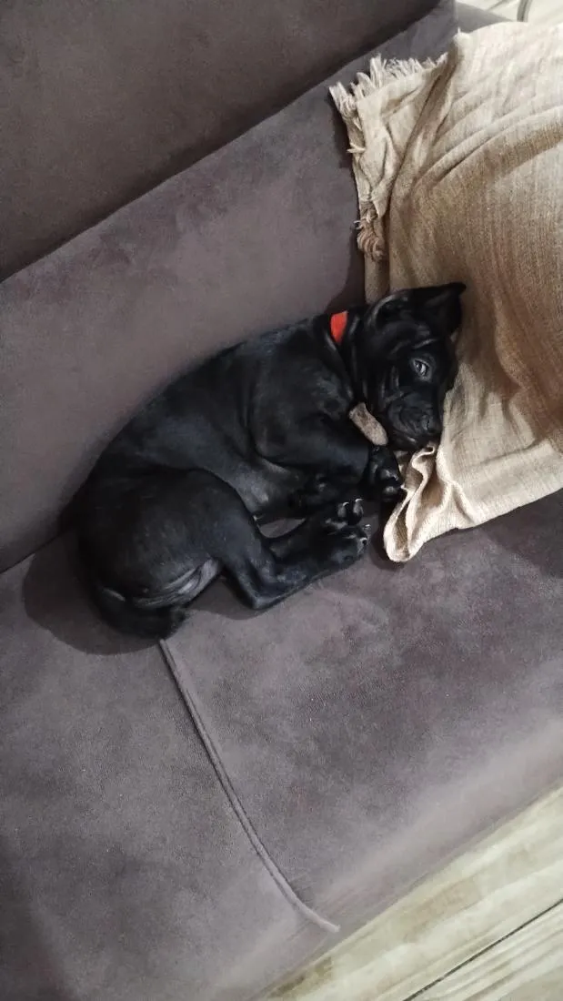 Cachorro raça SRD-ViraLata idade 2 a 6 meses nome Jhony