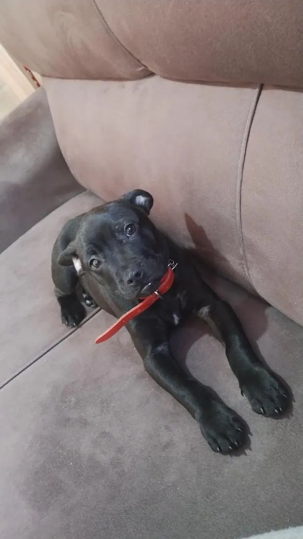 Cachorro raça SRD-ViraLata idade 2 a 6 meses nome Jhony
