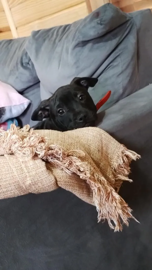 Cachorro raça SRD-ViraLata idade 2 a 6 meses nome Jhony