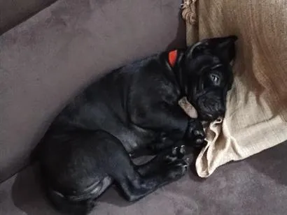Cachorro raça SRD-ViraLata idade 2 a 6 meses nome Jhony