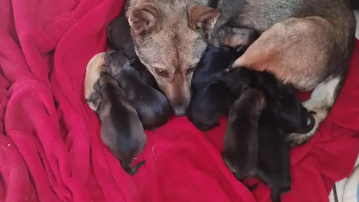 Cachorro raça SRD-ViraLata idade 2 anos nome neguinha